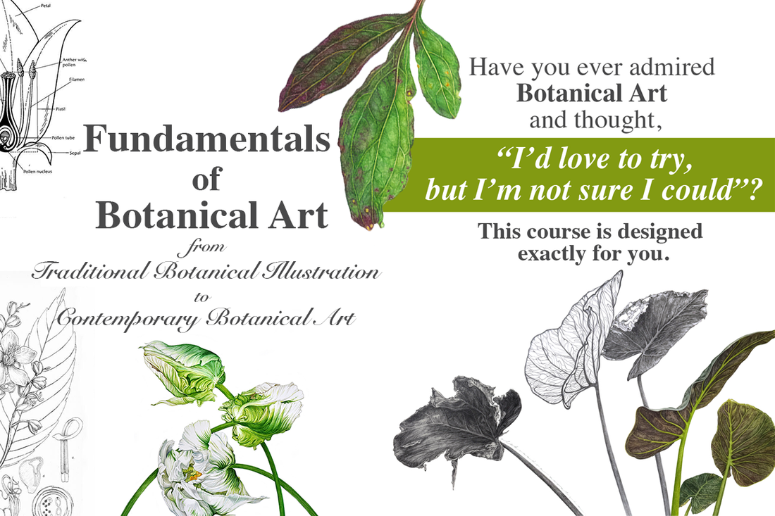 A Gentle Path into Botanical Art: Upcoming Course “Fundamentals of Botanical Art: From Traditional Botanical Illustration to Contemporary Botanical Art.”