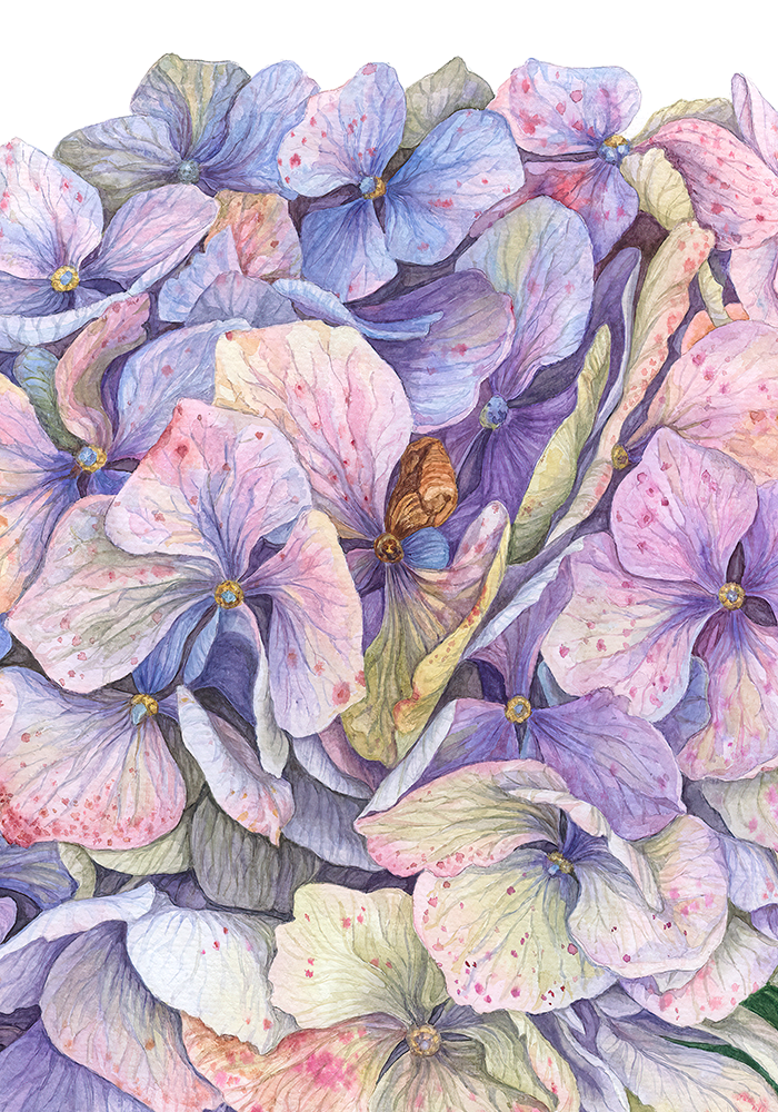 Hydrangea Blue - Original Botanical Painting in Watercolour