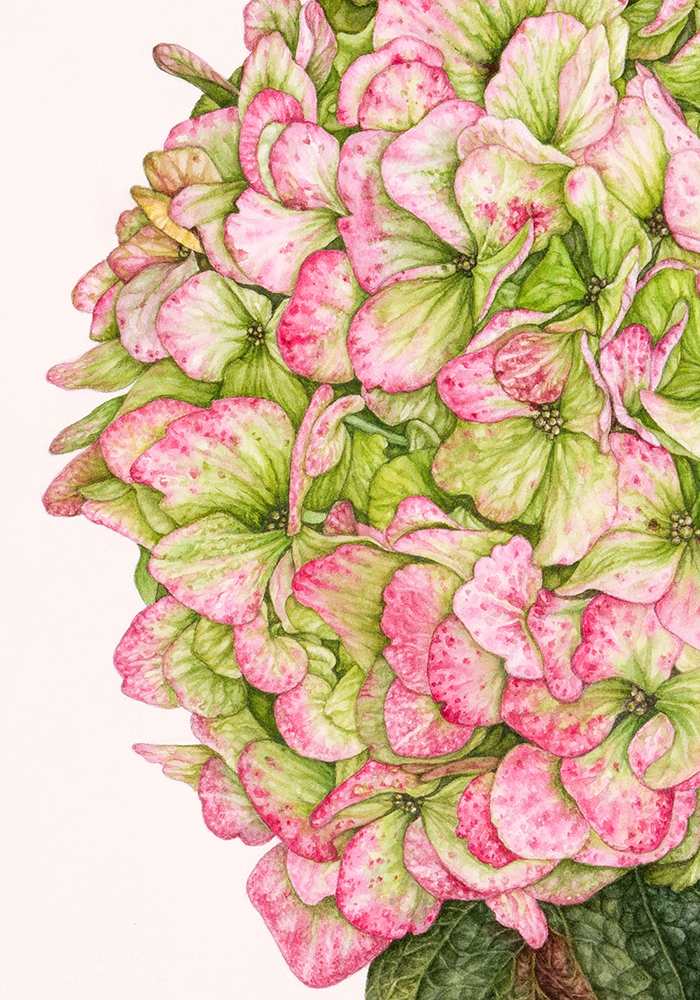 Hydrangea Green-Pink - Original Botanical Painting in Watercolour