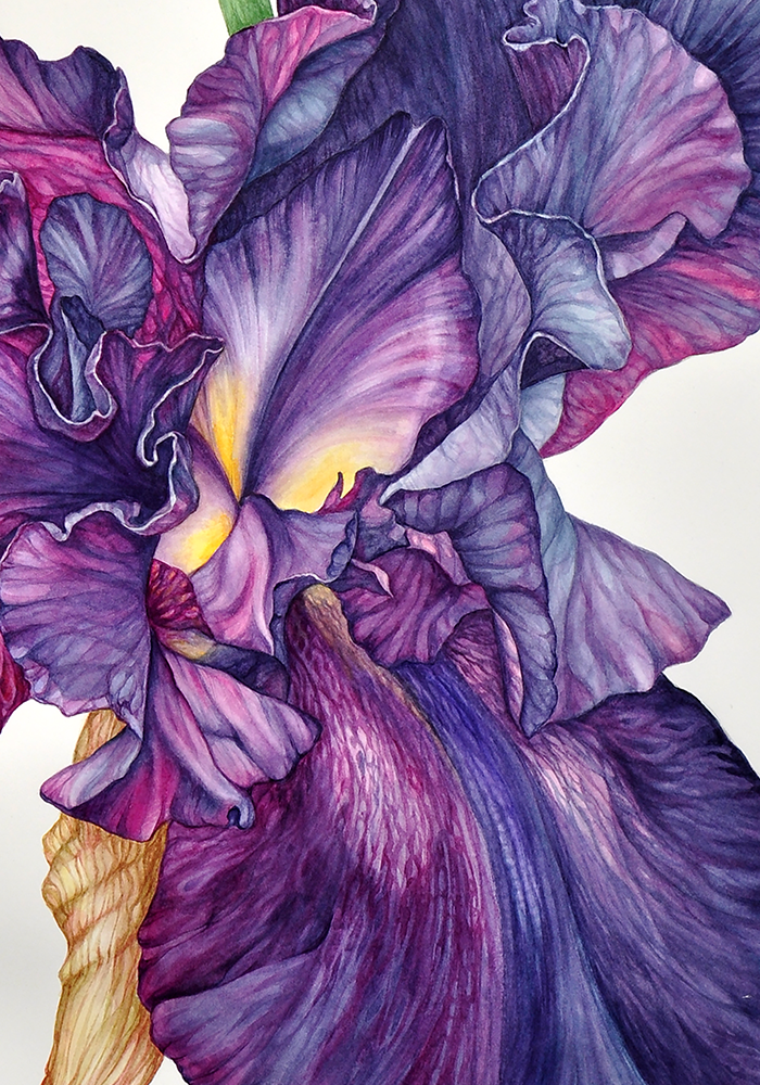 Iris - Original Watercolour Painting