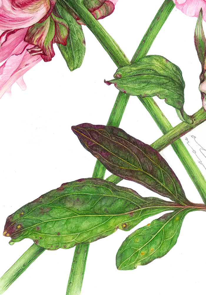 Peonies - Original Botanical Painting in Watercolour. Close up details of Peonies leaves.