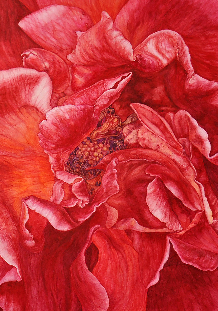 Rose number 1 - Contemporary Botanical Fine Art Print