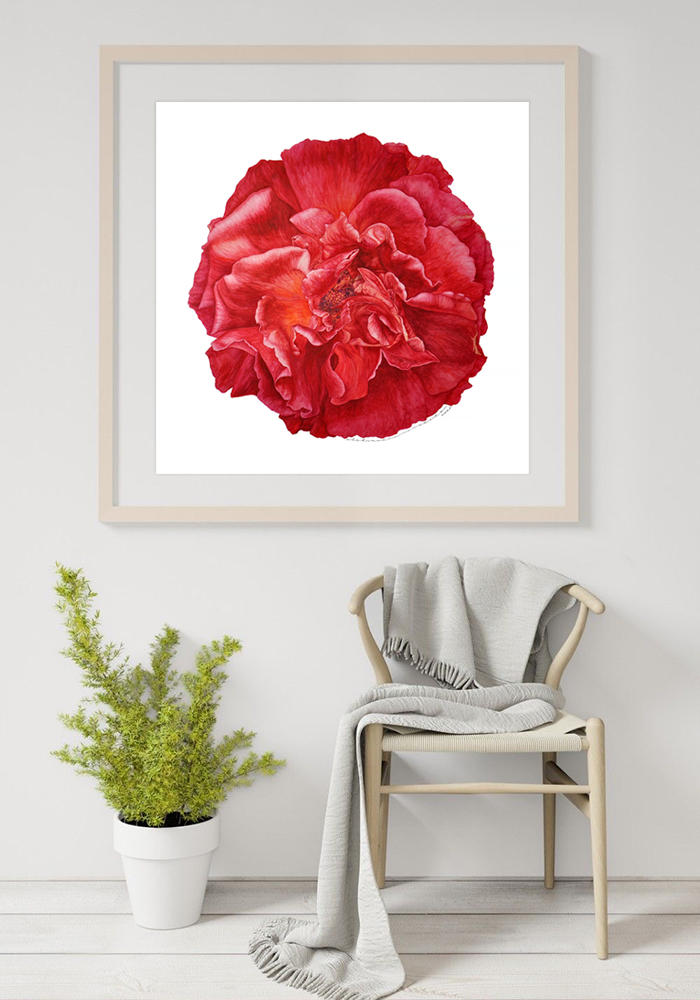 Rose number 1 - Contemporary Botanical Fine Art Print