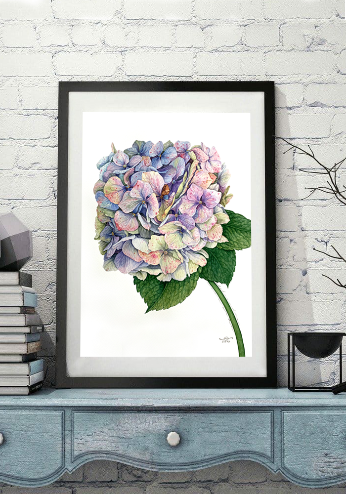 Hydrangea Blue - Original Botanical Painting in Watercolour