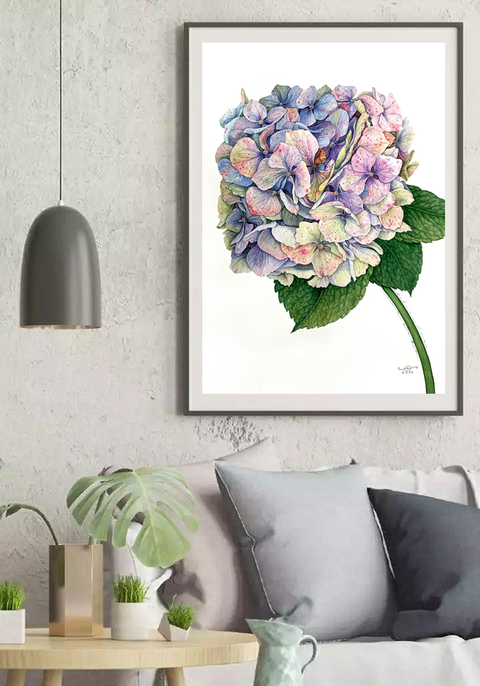 Hydrangea Blue - Botanical Fine Art Print