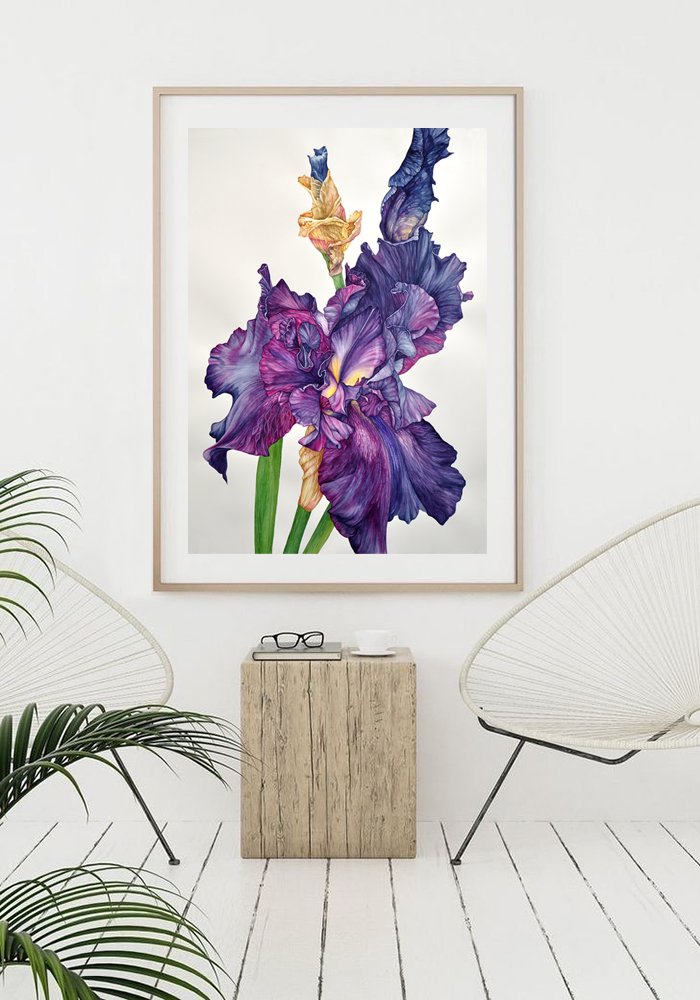 Iris - Contemporary Botanical Fine Art Print