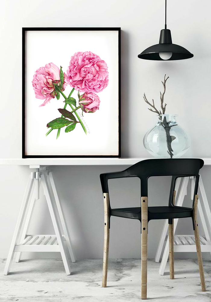 Peonies - Botanical Fine Art Print