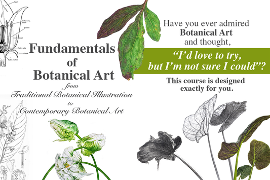 A Gentle Path into Botanical Art: Upcoming Course “Fundamentals of Botanical Art: From Traditional Botanical Illustration to Contemporary Botanical Art.”