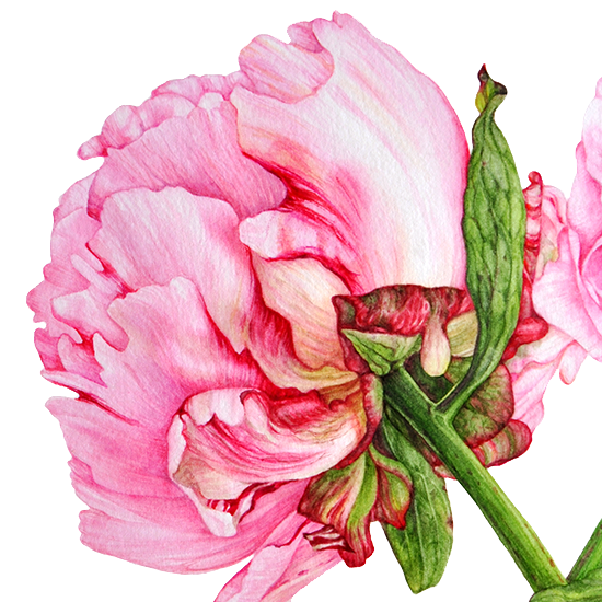Botanical