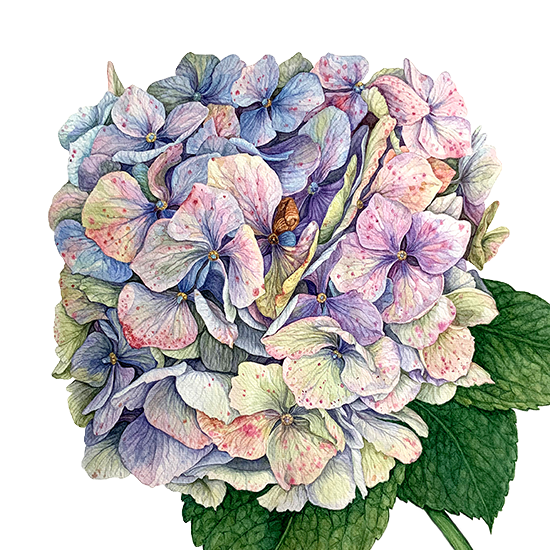 Original Art Works