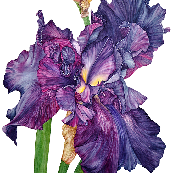 Limited Edition Prints