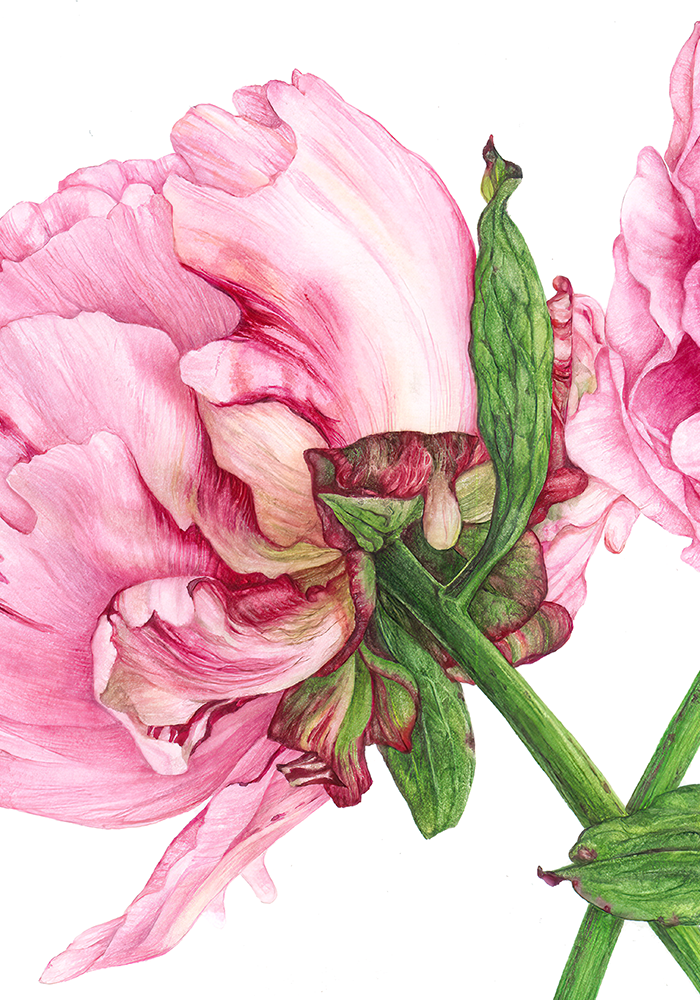 Peonies - Original Botanical Painting in Watercolour. Close up details of Peonies artwork