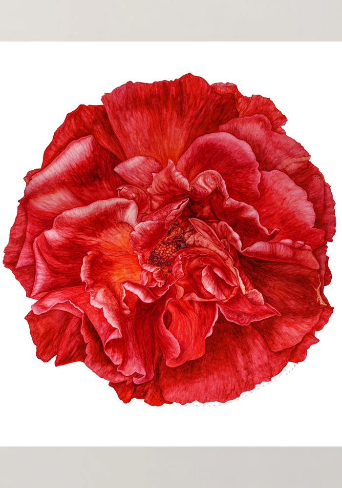 Rose number 1 - Original Painting, Watercolour on Paper
