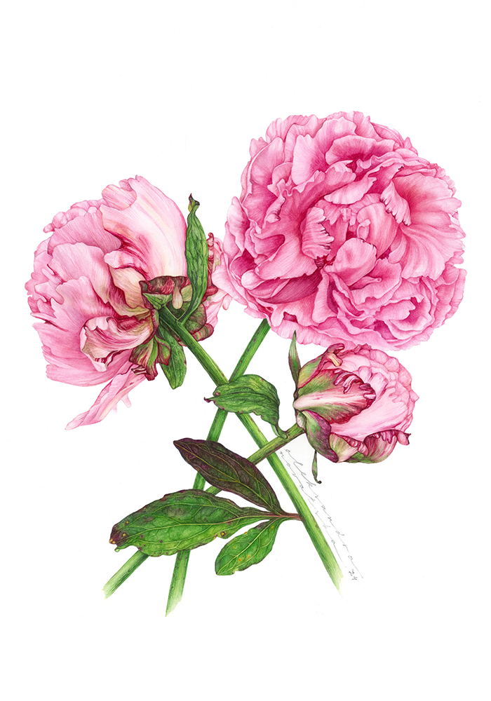 Peonies - Original Botanical Painting in Watercolour