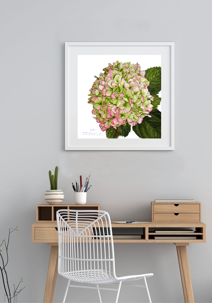 Hydrangea Green-Pink - Original Botanical Painting in Watercolour