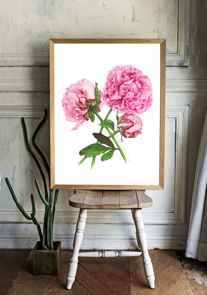 Peonies - Botanical Fine Art Print