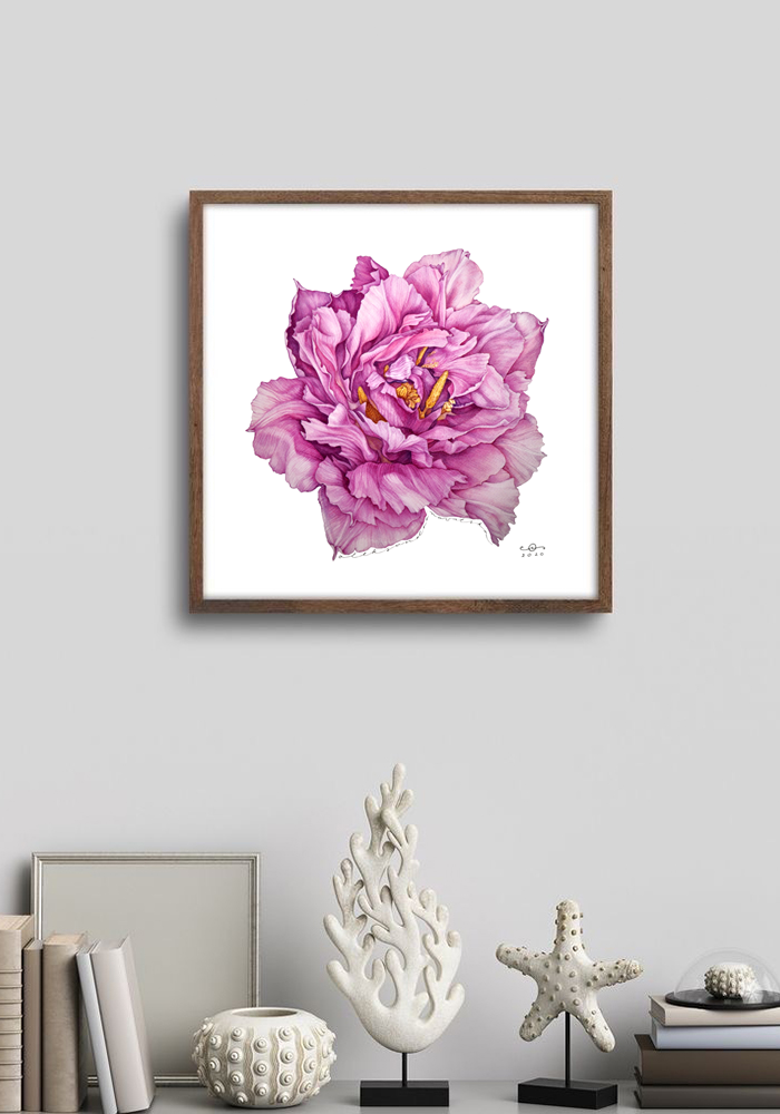 Pink Tulip - Contemporary Botanical Fine Art Print