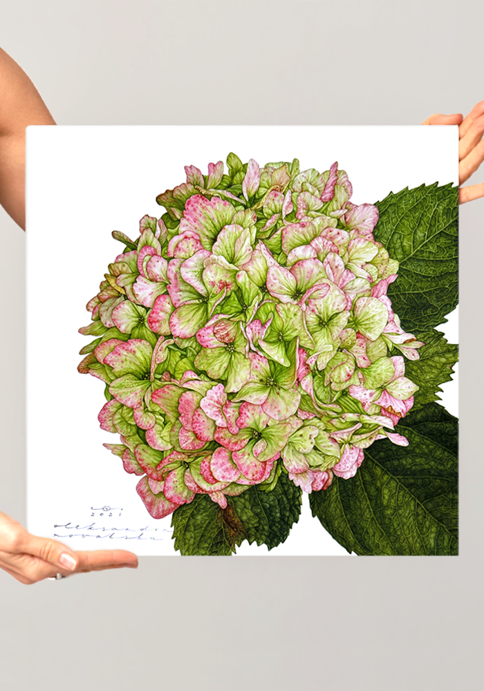 Hydrangea Green-Pink - Original Botanical Painting in Watercolour