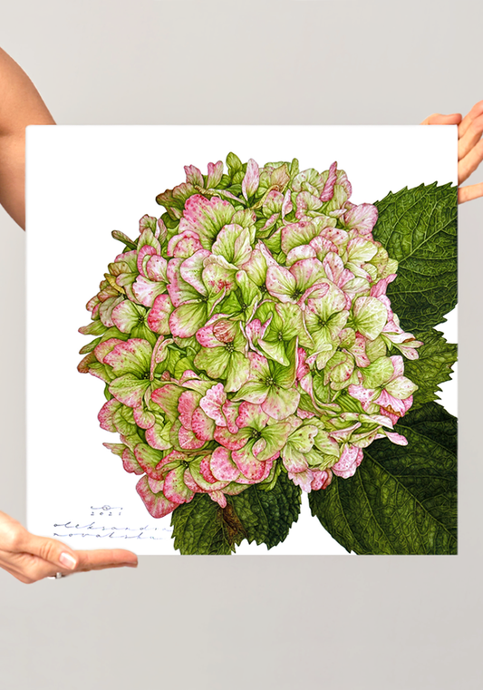 Hydrangea Green-Pink - Original Botanical Painting in Watercolour