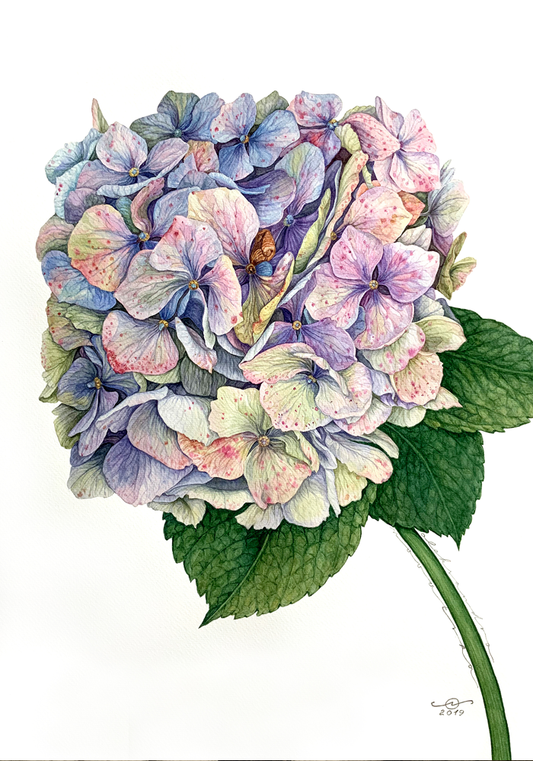 Hydrangea Blue - Original Botanical Painting in Watercolour