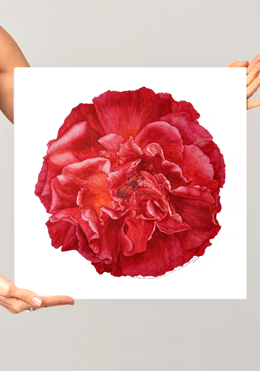 Rose number 1 - Contemporary Botanical Fine Art Print