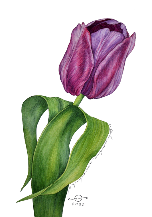 Black Tulip - Contemporary Botanical Fine Art Print