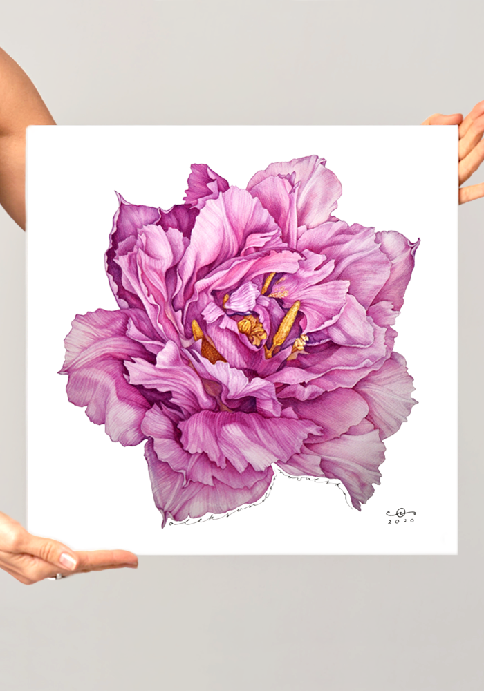 Pink Tulip - Contemporary Botanical Fine Art Print