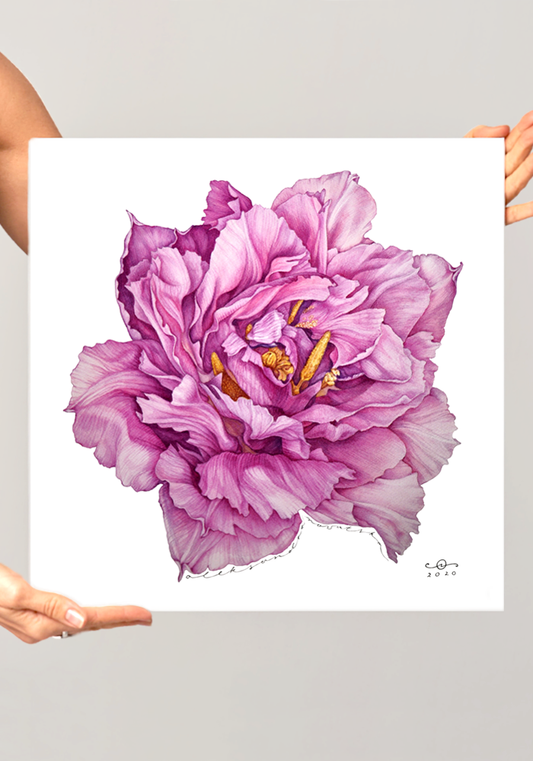 Pink Tulip - Contemporary Botanical Fine Art Print
