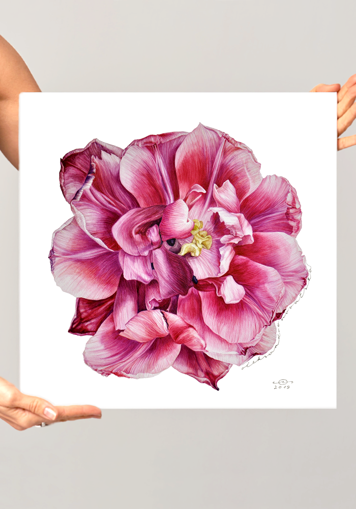 Blooming Red Tulip - Modern Botanical Fine Art Print