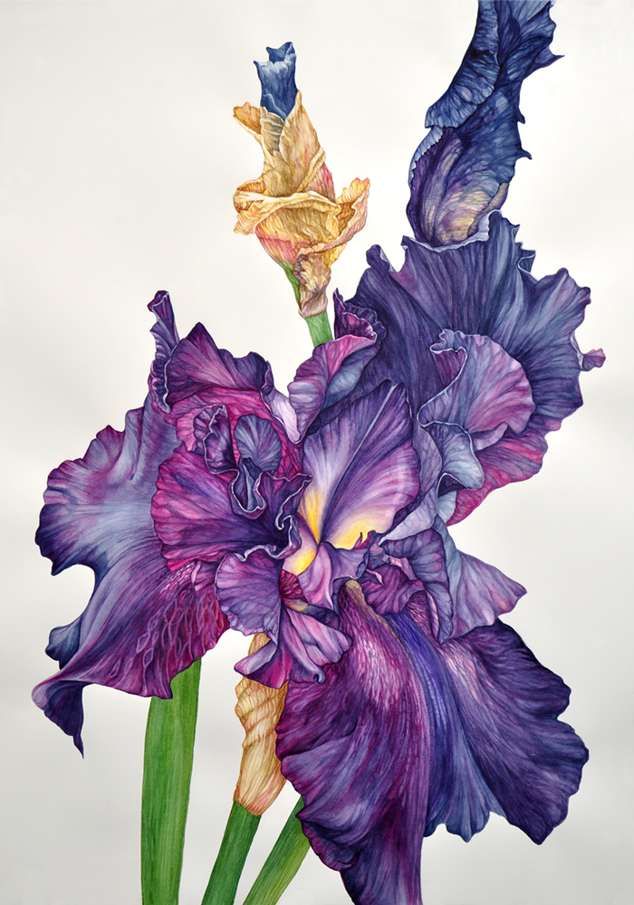 Iris - Original Watercolour Painting
